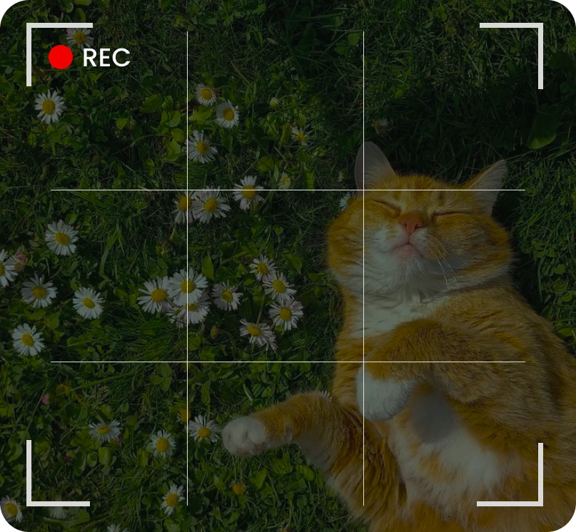 A cat resting among daisies, framed by the camera